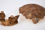 Останки от нов тип праисторически човек са открити в Израел 