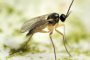  Защо мушиците са по-опасни от комарите и как се избира препарат срещу вредните насекоми?