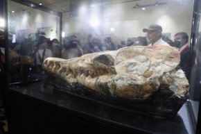 Представители на медиите се събират около вкаменелост на кит на възраст 36 милиона години, открита в пустинята Окукайе