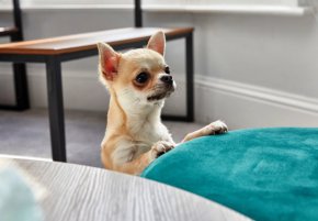 Системата „VeriPet“ (с предходно наименование PetSAFE), стартирана за първи път в Ирландия през август 2021 г., а сега и в Швейцария, позволява само на регистрирани и проверени продавачи да рекламират своите кученца на anibis.ch.