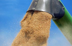 Цените на царевицата за фураж също се понижиха тази седмица до 7,27 долара за бушел.