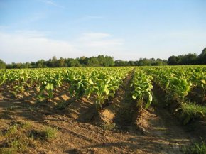 
България е включила за подпомагане тютюнопроизводството в Стратегическия план на новата Обща селскостопанска политика