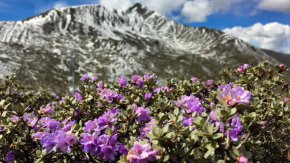 Високо в планината Хенгдуан се срещат над 200 различни вида рододендрони. Известен със своето биологично разнообразие, регионът е дом на около 12 000 вида цветя