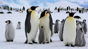 Императорските пингвини са най-големите и най-тежките в света.