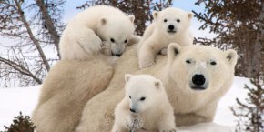 Белите мечки несъмнено са едни от най-удивителните животни на нашата планета, тъй като тези величествени животни успяват да оцелеят на едно от най-екстремните и студени места на Земята.