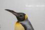 Тео, кралски пингвин, се възстановява в бърлогата си след успешна операция на катаракта.