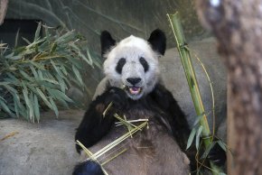 След като прекара две десетилетия в зоологическата градина в Мемфис като инструмент на така наречената "панда дипломация" на Пекин, Ya Ya, Я Я, - 22-годишна женска гигантска панда - ще бъде върната в Китай на фона на загриженост от страна на групи за защита на правата на животните и хуманно отношение към тях относно нейното здраве