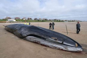 Гигантски 30-тонен кит, изхвърлен на плажа