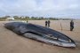 Гигантски 30-тонен кит, изхвърлен на плажа