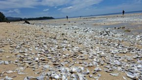 Хиляди мъртви риби на тайландски плаж