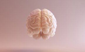 
С течение на времето количеството миелин в мозъка се увеличава.