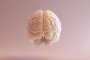  С течение на времето количеството миелин в мозъка се увеличава