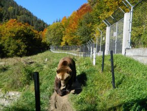  бТВ новините: "мечето ще бъде транспортирано до парка за бели мечки в Белица".