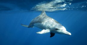 Поредица от нападения на делфини на плаж в Япония. Четирима души са станали жертва на нападение, включително мъж на около 60 години, който останал с няколко счупени ребра, след като обикновено дружелюбните бозайници решили да се втурнат към него, съобщават местните медии.