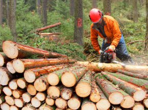 

От официалните данни прави впечатление увеличените с над 50% размери на официално установената и задържана незаконно добита дървесина през 2022 г. в сравнение с 2021 г.