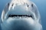  Голяма бяла акула на име Buckethead край бреговете на мексиканския остров Гуадалупе
