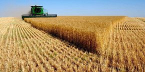 Забраната за внос на украински слънчоглед не реши нито един проблем на зърнопроизводителите. Продажби на български слънчоглед няма. Големите производители задържат продукцията си в очакване на по-високи цени и ситуацията с липса на суровина за преработвателите не се е променила вече седми месец.
