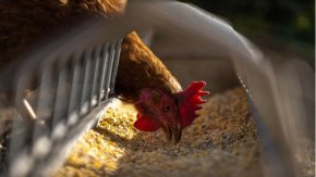 
Предстои умъртвяване по хуманен начин на заболелите и контактни птици. Агенцията по храните напомня, че птичето месо и продукти, добити в обект, в който е установено огнище на инфлуенца по птиците, не представляват опасност за човешкото здраве при спазване на хигиенните правила за обработка на храната. 