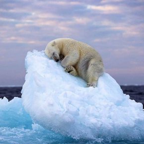 Снимка на дремеща бяла мечка печели най-голямата награда за фотография на дивата природа