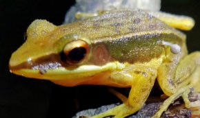 Учените са направили озадачаващо откритие на жаба, от чийто крак е израснала малка гъба, в пищните подножия на Западните гхати в Индия.