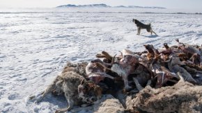Близо 5 милиона животни загинаха в най-суровата зима в Монголия