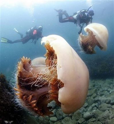Най-големите медузи
