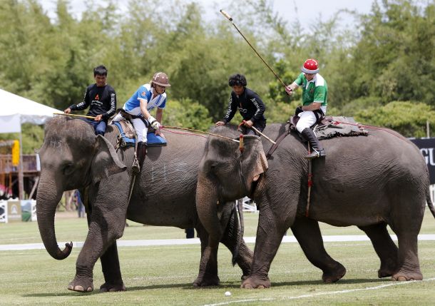 Игра на поло със слонове
