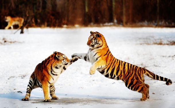 Резерват за сибирски тигри, Китай