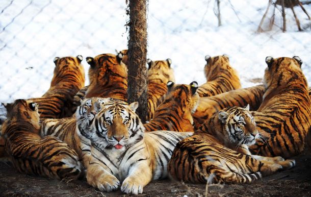 Резерват за сибирски тигри, Китай