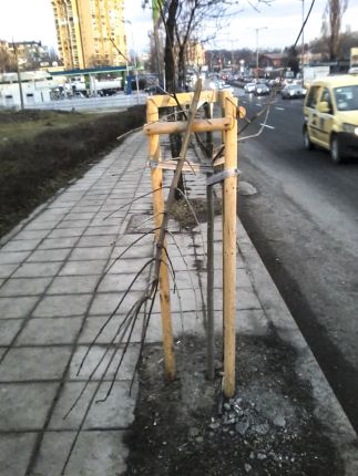 Вандали унищожиха новите дръвчета на бул. Гешов