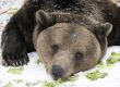 Всички мечки в парка край Белица спят зимен сън за първи път