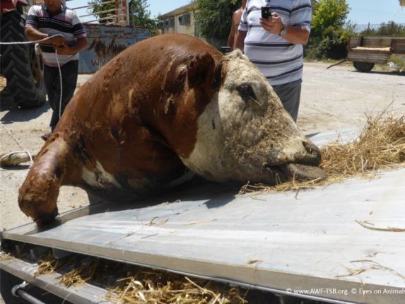 Жестокости спрямо изнасяни от ЕС селскостопански животни
