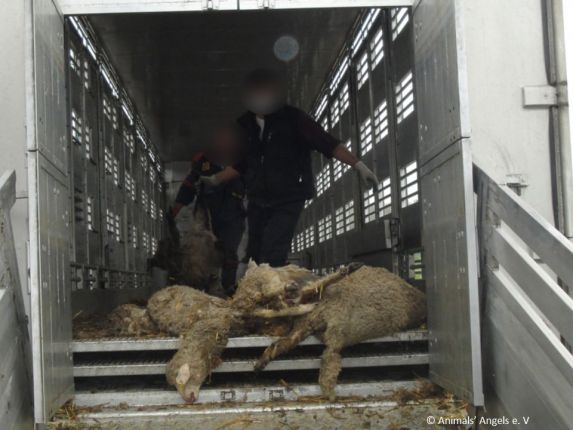 Жестокости спрямо изнасяни от ЕС селскостопански животни