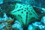 Вече 4 вида морски звезди заплашват коралите