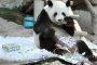 Панда нахапа мъж в китайски зоопарк