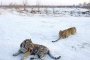 „Таймс“: Само сибирските тигри не мръзнат в момента в България