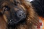 50 спасители и 6 кучета търсят Виктор Гърдев