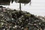 660 000 тона токсични отпадъци изчезнали в Гърция 