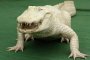 Алигатор-албинос уловиха в САЩ 