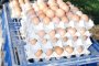 Яйца от Полша и Румъния заляха пазара преди Великден