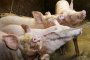 Месарниците във Варна не са усетили спад на продажбите на свинско 
