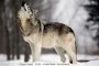 Сивият вълк е изваден от списъка на защитените видове в САЩ 