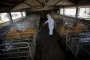 Гърция потвърди официално първи случай на свински грип 