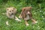 Откриват приют за безстопанствени кучета в с. Горни Богров 