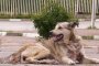 Нахапана от куче търси помощ в УМБАЛСМ „Пирогов” 