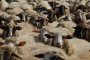 Мерцедес блъсна и уби 22 овце 