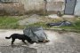 Нахапан от кучета е приет в „Пирогов” 