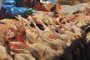 76% от пилетата в магазините са опасни