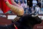 След овцата Доли, клонират боен бик в Испания