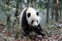 В Китай отварят център за обучение на панди